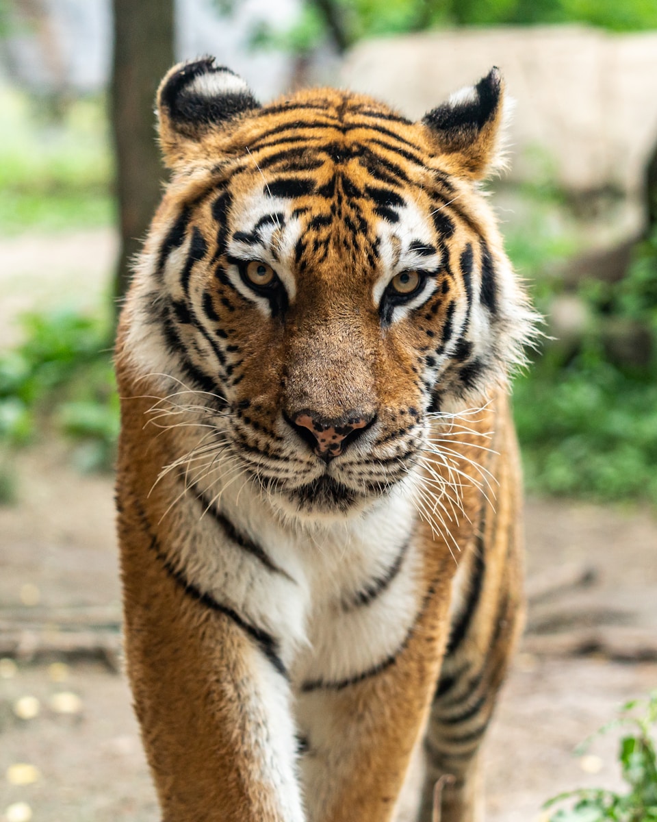 17 Elegant Tiger Images Elegant Tiger Images, Luxurious Tiger Wallpapers, Tiger Backgrounds HD, Tiger Wallpaper 4K, Wildlife Wallpapers Tiger Wallpapers - Free 4K & HD Luxurious Elegant Tiger Images Tiger Wallpapers - Free 4K & HD Luxurious