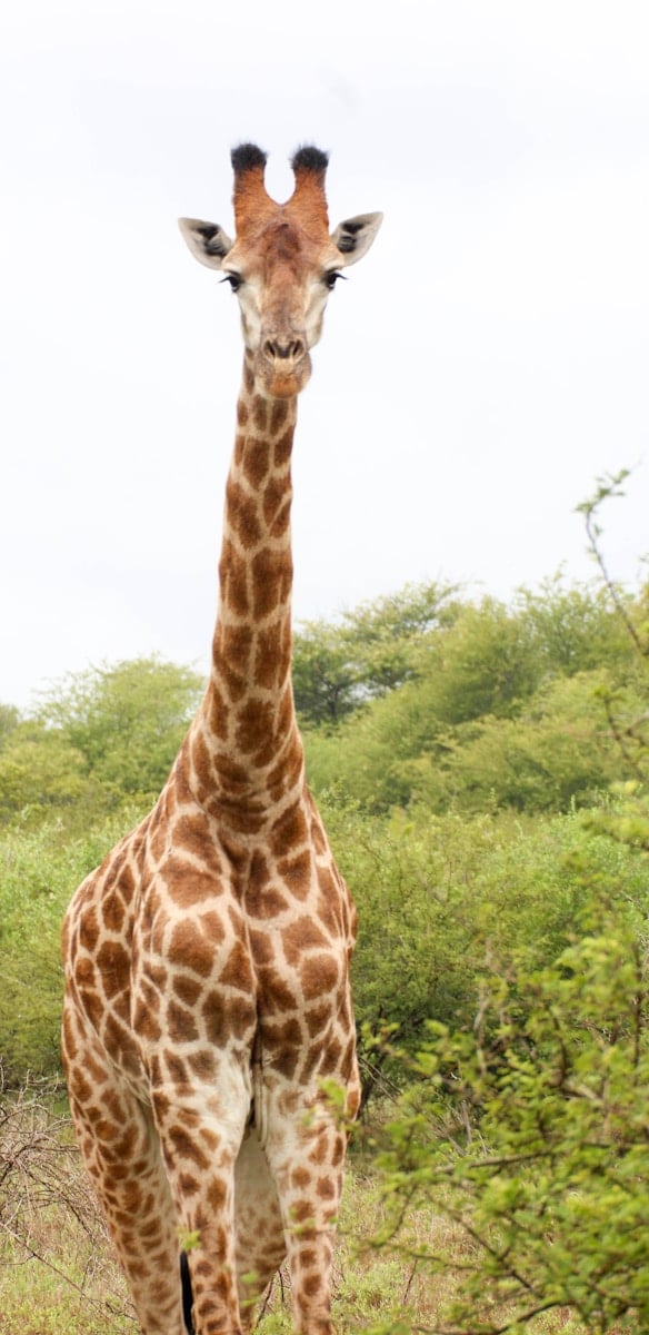 7 animal giraffe wallpapers animal giraffe wallpapers, giraffe 4K backgrounds, giraffe desktop background, giraffe phone wallpaper, giraffe Ultra HD wallpaper, giraffe wallpapers Beautiful Animal Giraffe 4k Ultra HD Wallpapers animal giraffe wallpapers Beautiful Animal Giraffe 4k Ultra HD Wallpapers