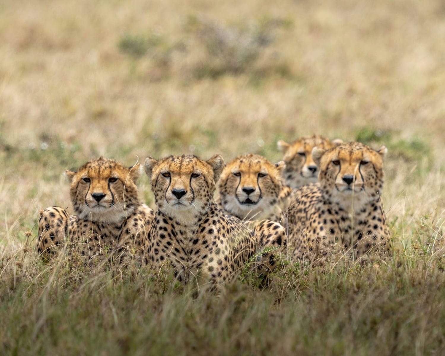 Beautiful leopard Beautiful leopard wallpapers 4k Luxurious