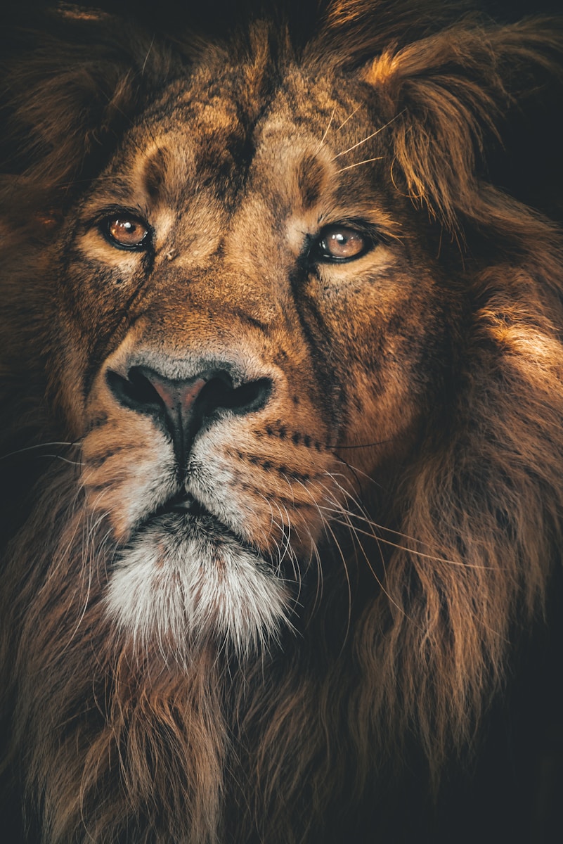 lion background 4k Luxurious Lion Wallpaper 4K – Royal Elegance for Your Screen