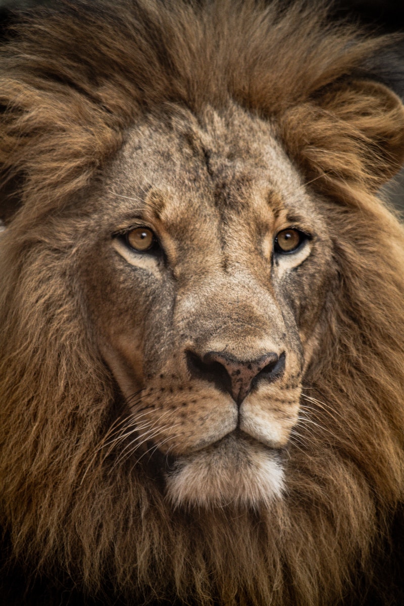 lion background 4k Luxurious Lion Wallpaper 4K – Royal Elegance for Your Screen