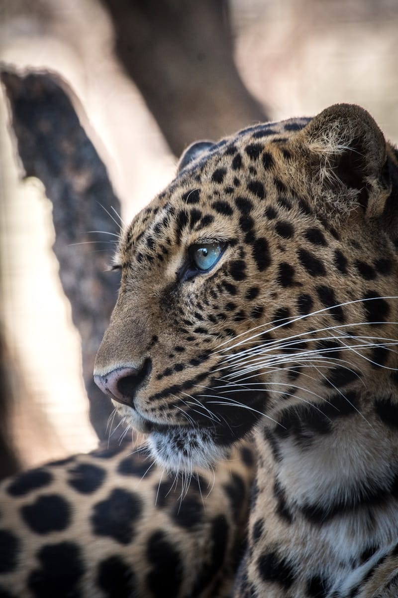 Beautiful leopard Beautiful leopard wallpapers 4k Luxurious