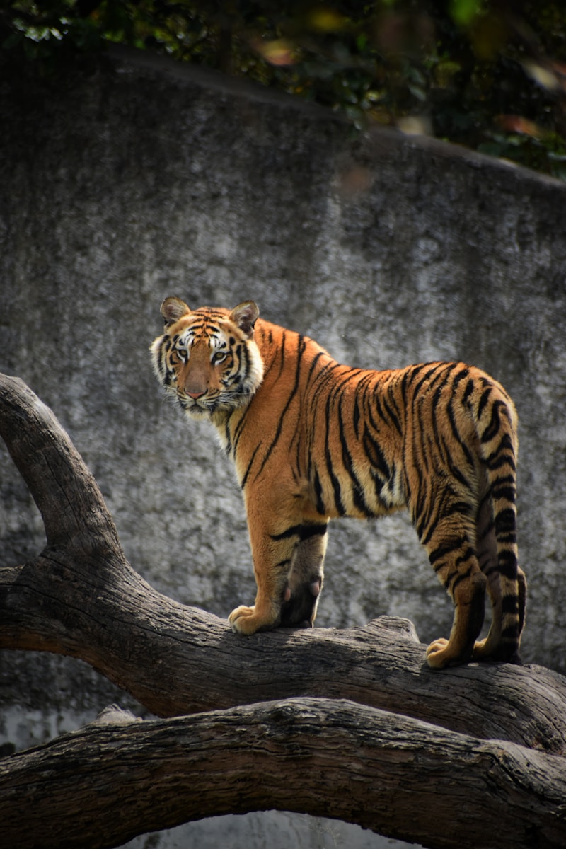 20 Elegant Tiger Images Elegant Tiger Images, Luxurious Tiger Wallpapers, Tiger Backgrounds HD, Tiger Wallpaper 4K, Wildlife Wallpapers Tiger Wallpapers - Free 4K & HD Luxurious Elegant Tiger Images Tiger Wallpapers - Free 4K & HD Luxurious