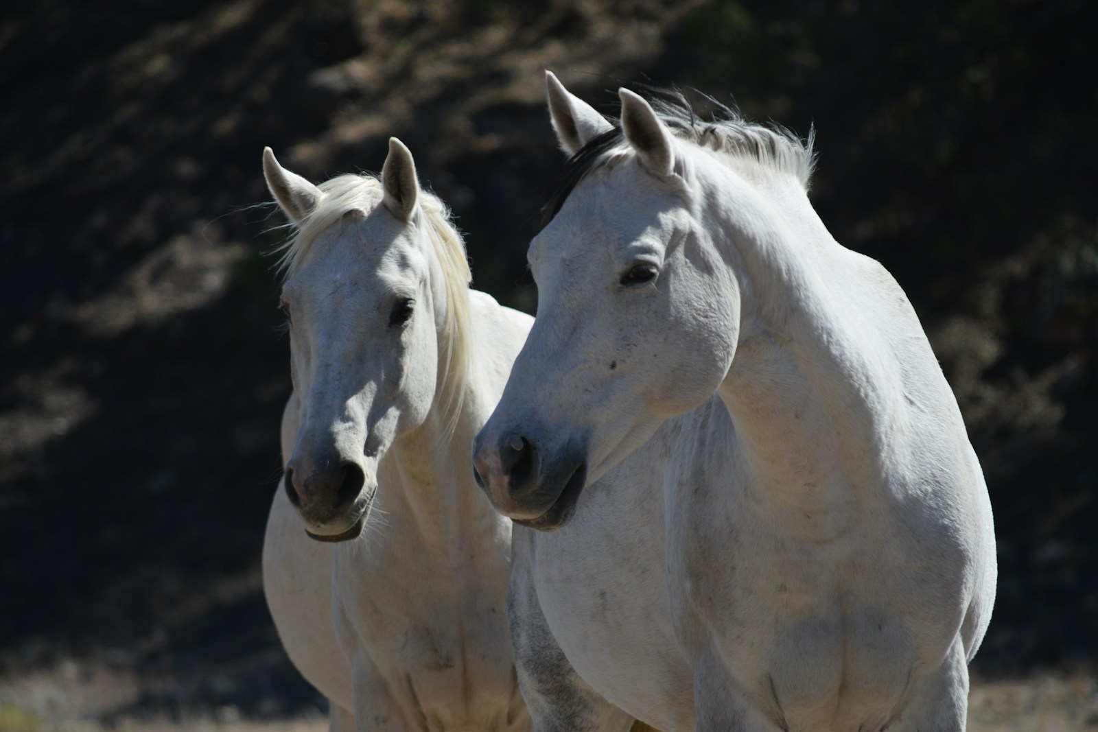 5 Horse Horse, Wallpaper 4K, White Horse, White Wallpaper 4K White Horse Wallpaper 4K Horse White Horse Wallpaper 4K