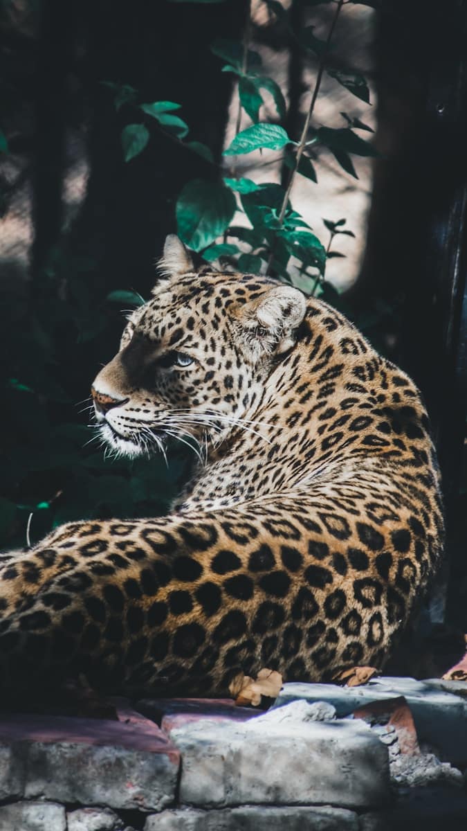 Beautiful leopard Beautiful leopard wallpapers 4k Luxurious