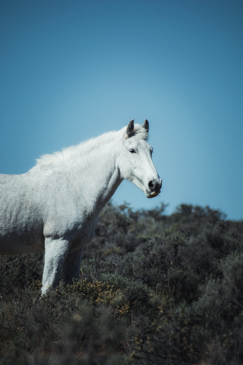 2 Horse Horse, Wallpaper 4K, White Horse, White Wallpaper 4K White Horse Wallpaper 4K
