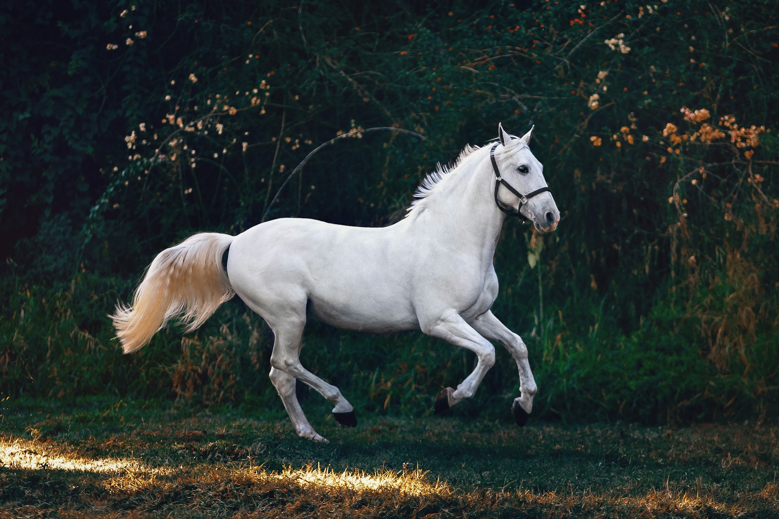 16 Horse Horse, Wallpaper 4K, White Horse, White Wallpaper 4K White Horse Wallpaper 4K Horse White Horse Wallpaper 4K