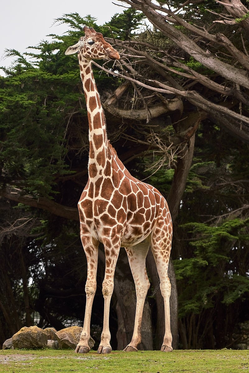 1 animal giraffe wallpapers animal giraffe wallpapers, giraffe 4K backgrounds, giraffe desktop background, giraffe phone wallpaper, giraffe Ultra HD wallpaper, giraffe wallpapers Beautiful Animal Giraffe 4k Ultra HD Wallpapers animal giraffe wallpapers Beautiful Animal Giraffe 4k Ultra HD Wallpapers