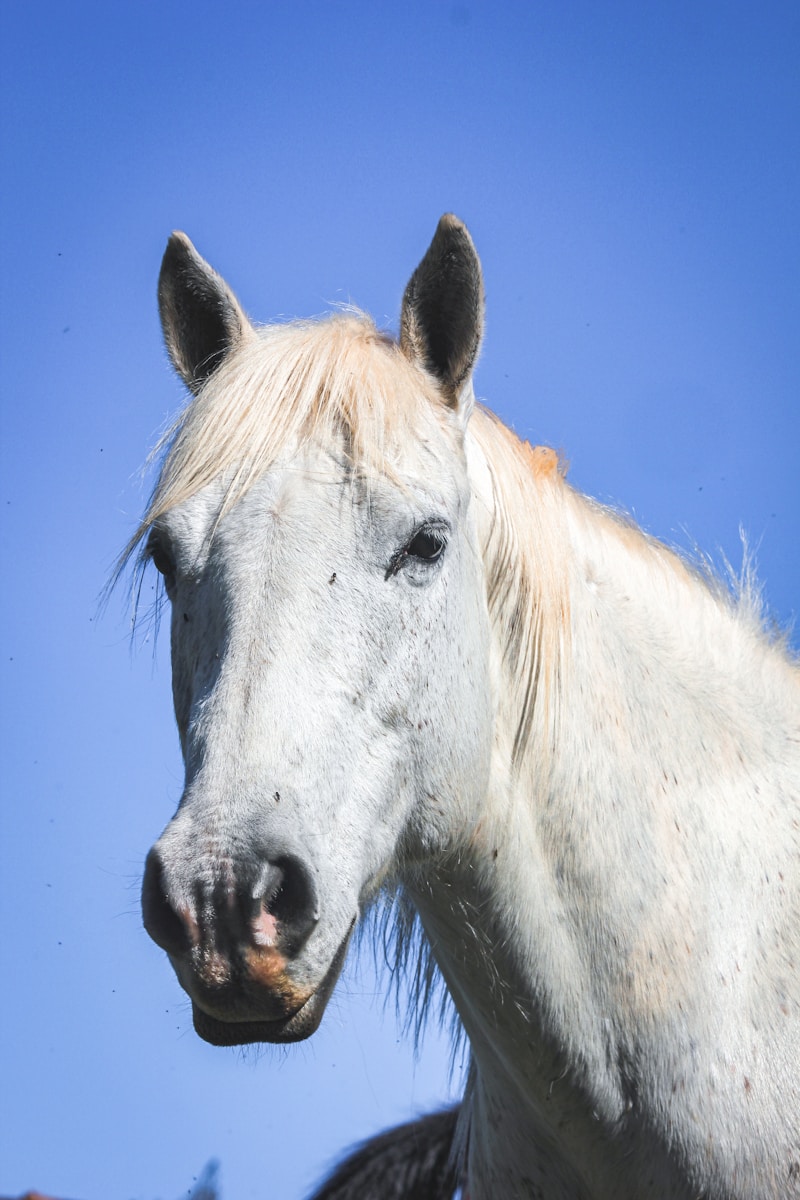 4 Horse Horse, Wallpaper 4K, White Horse, White Wallpaper 4K White Horse Wallpaper 4K Horse White Horse Wallpaper 4K
