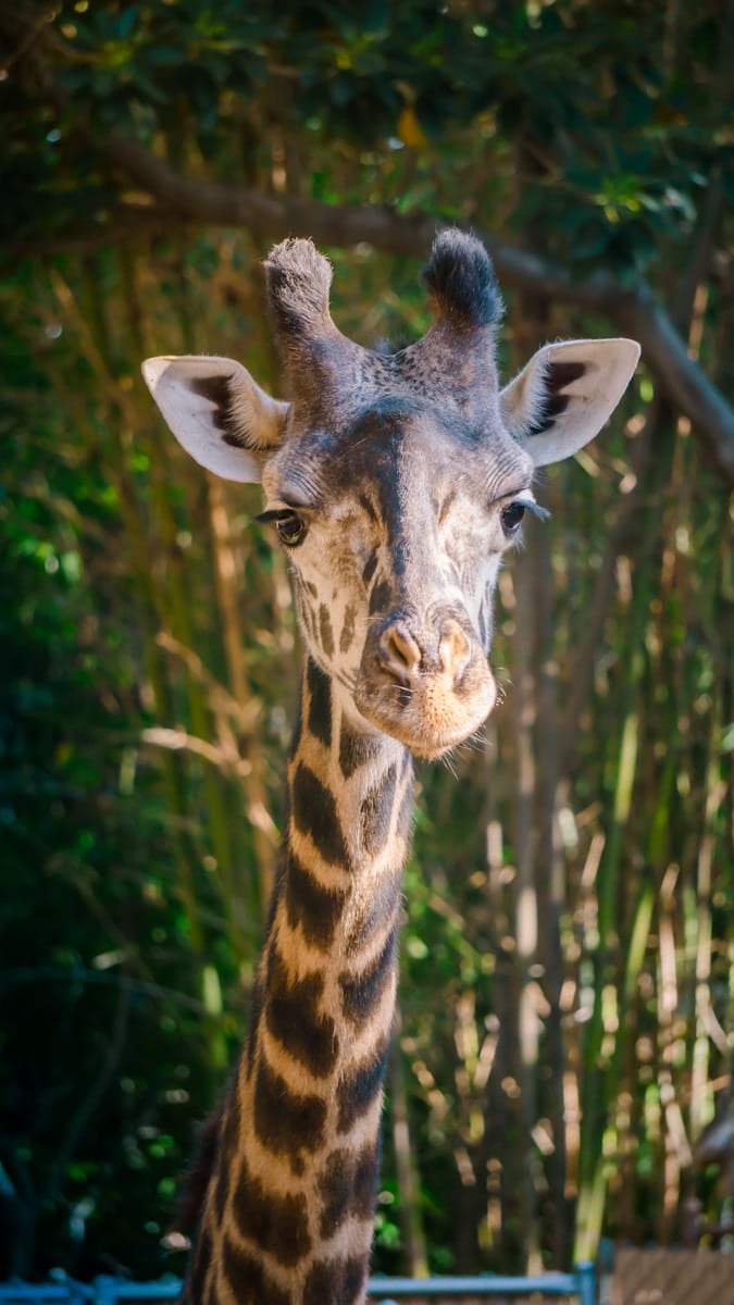 5 animal giraffe wallpapers animal giraffe wallpapers, giraffe 4K backgrounds, giraffe desktop background, giraffe phone wallpaper, giraffe Ultra HD wallpaper, giraffe wallpapers Beautiful Animal Giraffe 4k Ultra HD Wallpapers animal giraffe wallpapers Beautiful Animal Giraffe 4k Ultra HD Wallpapers