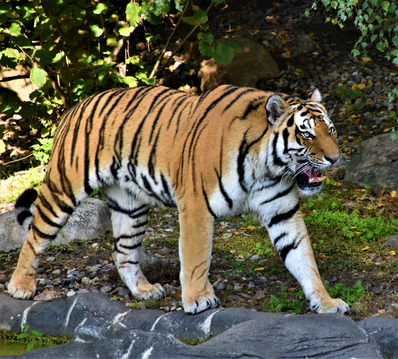 10 Elegant Tiger Images Elegant Tiger Images, Luxurious Tiger Wallpapers, Tiger Backgrounds HD, Tiger Wallpaper 4K, Wildlife Wallpapers Tiger Wallpapers - Free 4K & HD Luxurious Elegant Tiger Images Tiger Wallpapers - Free 4K & HD Luxurious