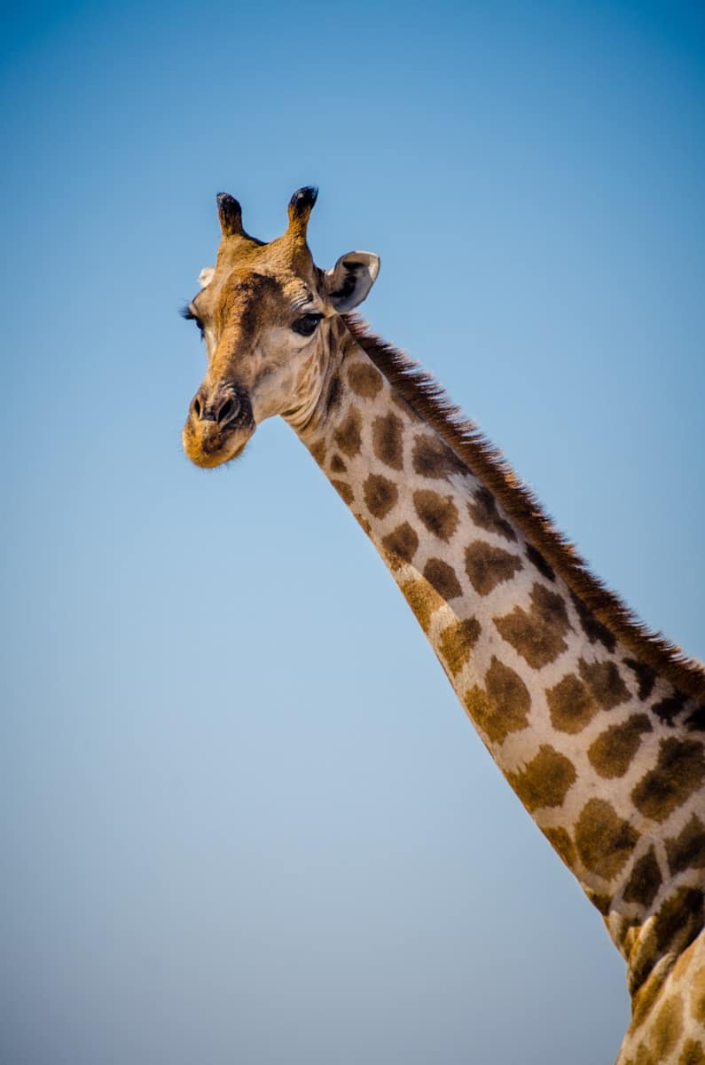 animal giraffe wallpapers Beautiful Animal Giraffe 4k Ultra HD Wallpapers