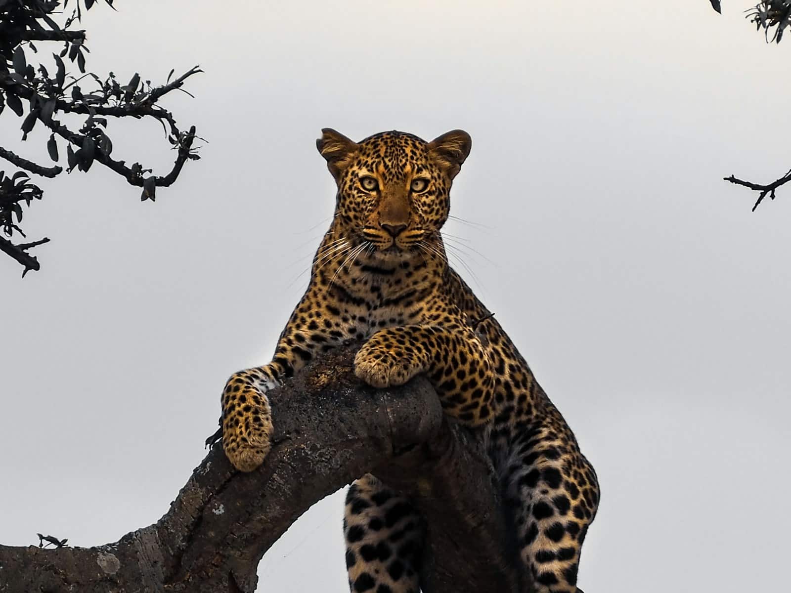 Beautiful leopard Beautiful leopard wallpapers 4k Luxurious