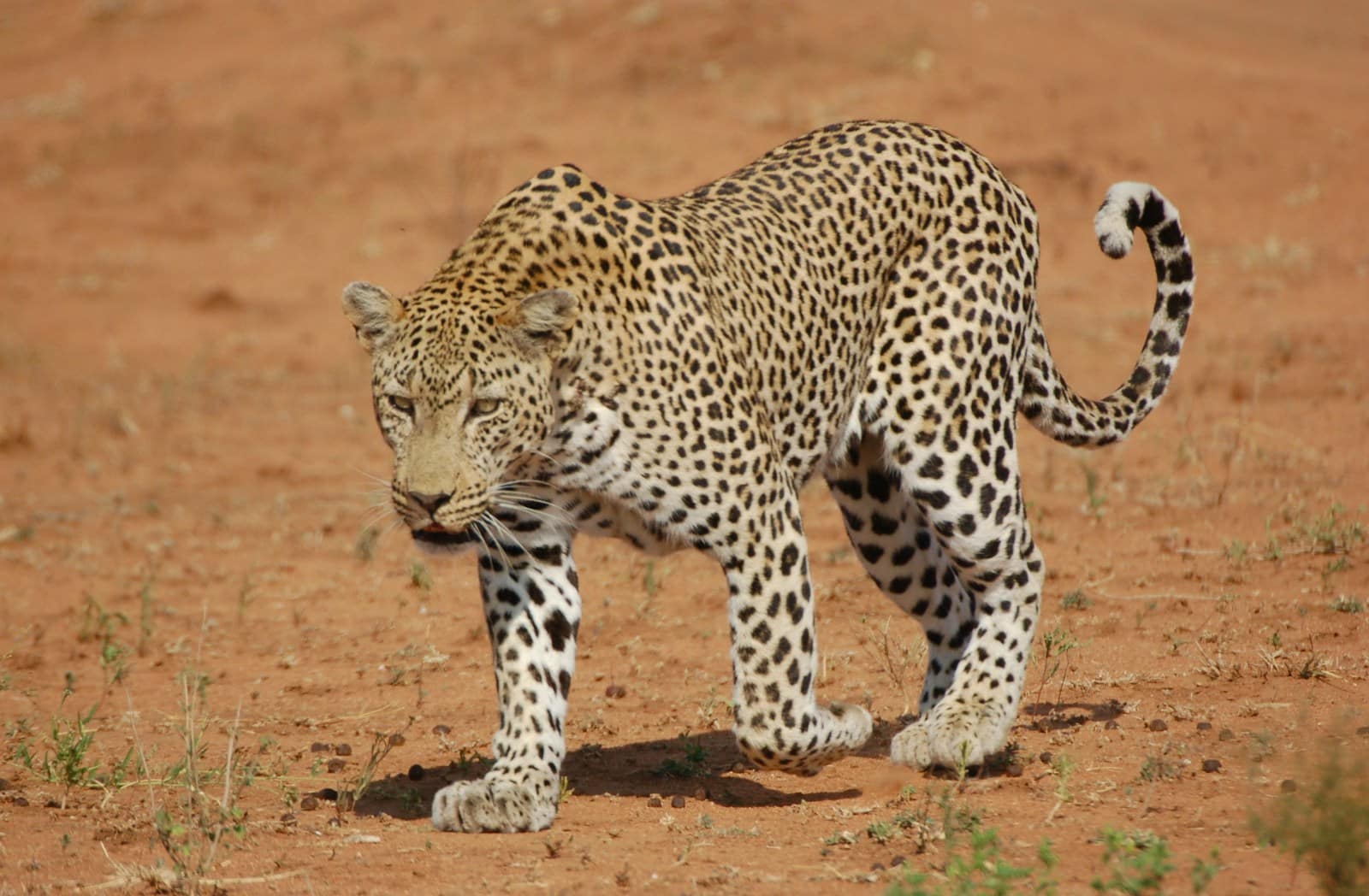 Beautiful leopard Beautiful leopard wallpapers 4k Luxurious