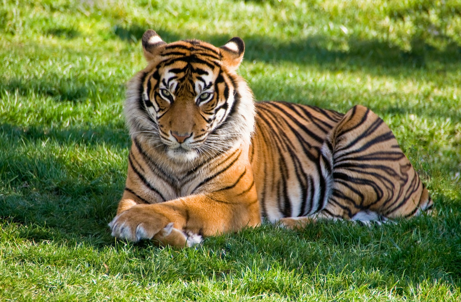 Elegant Tiger Images Tiger Wallpapers - Free 4K & HD Luxurious