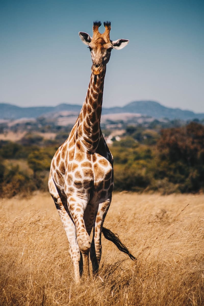 4 animal giraffe wallpapers animal giraffe wallpapers, giraffe 4K backgrounds, giraffe desktop background, giraffe phone wallpaper, giraffe Ultra HD wallpaper, giraffe wallpapers Beautiful Animal Giraffe 4k Ultra HD Wallpapers animal giraffe wallpapers Beautiful Animal Giraffe 4k Ultra HD Wallpapers