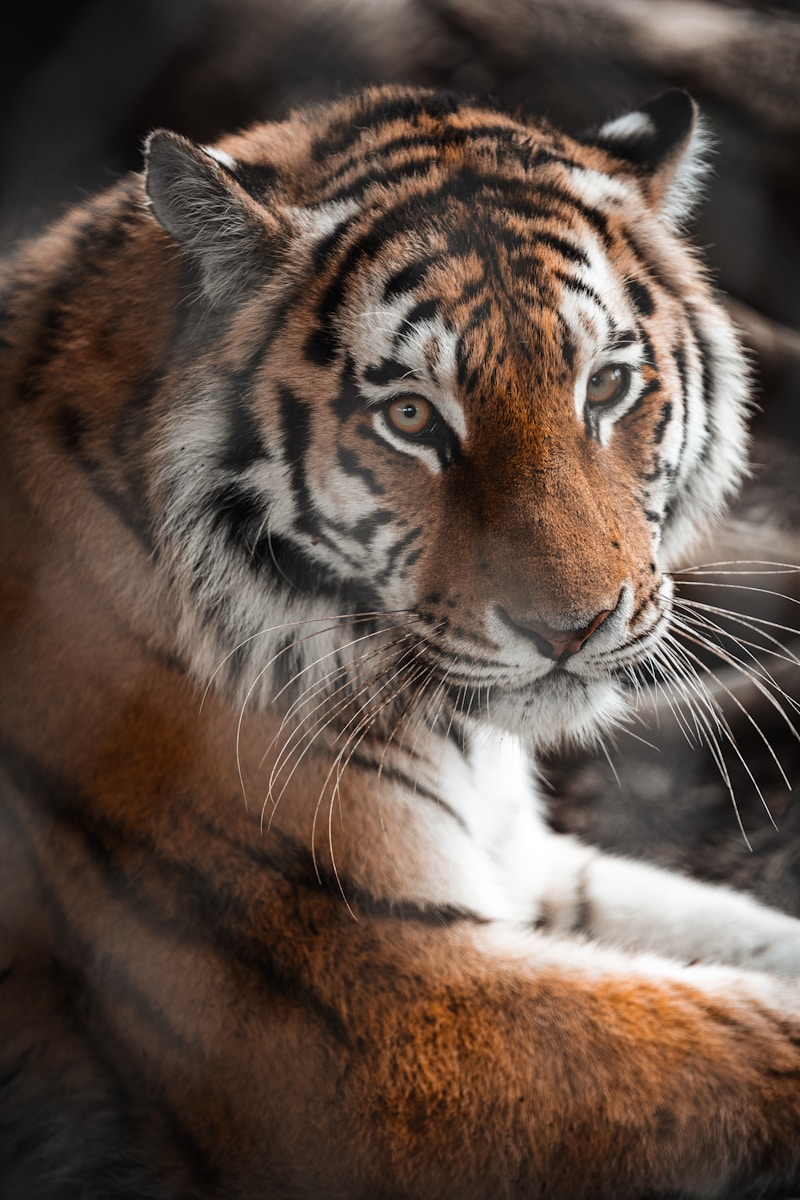 8 Elegant Tiger Images Elegant Tiger Images, Luxurious Tiger Wallpapers, Tiger Backgrounds HD, Tiger Wallpaper 4K, Wildlife Wallpapers Tiger Wallpapers - Free 4K & HD Luxurious Elegant Tiger Images Tiger Wallpapers - Free 4K & HD Luxurious