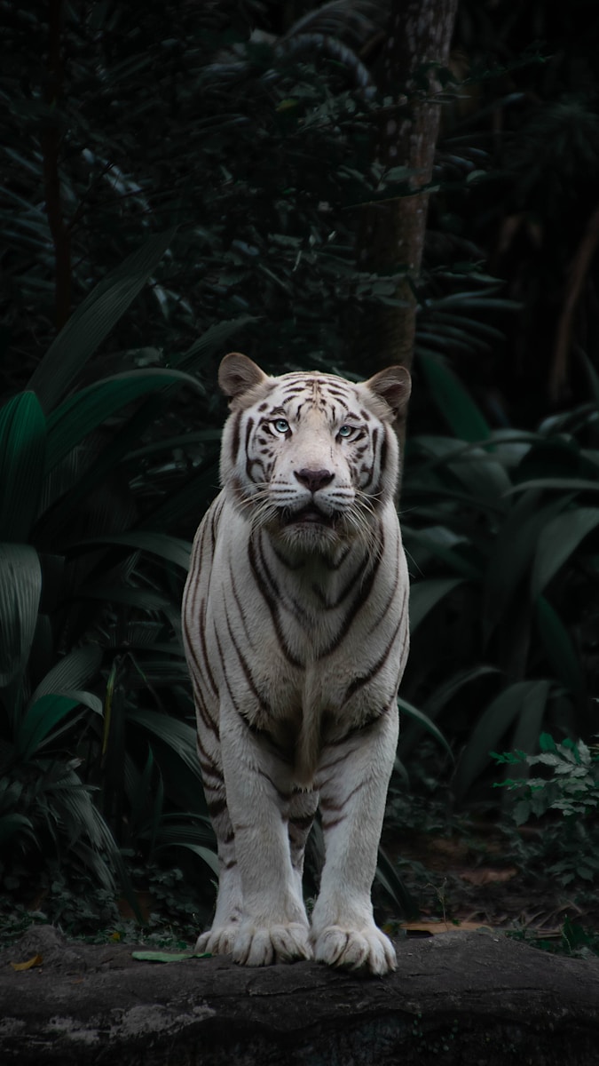 14 Elegant Tiger Images Elegant Tiger Images, Luxurious Tiger Wallpapers, Tiger Backgrounds HD, Tiger Wallpaper 4K, Wildlife Wallpapers Tiger Wallpapers - Free 4K & HD Luxurious Elegant Tiger Images Tiger Wallpapers - Free 4K & HD Luxurious