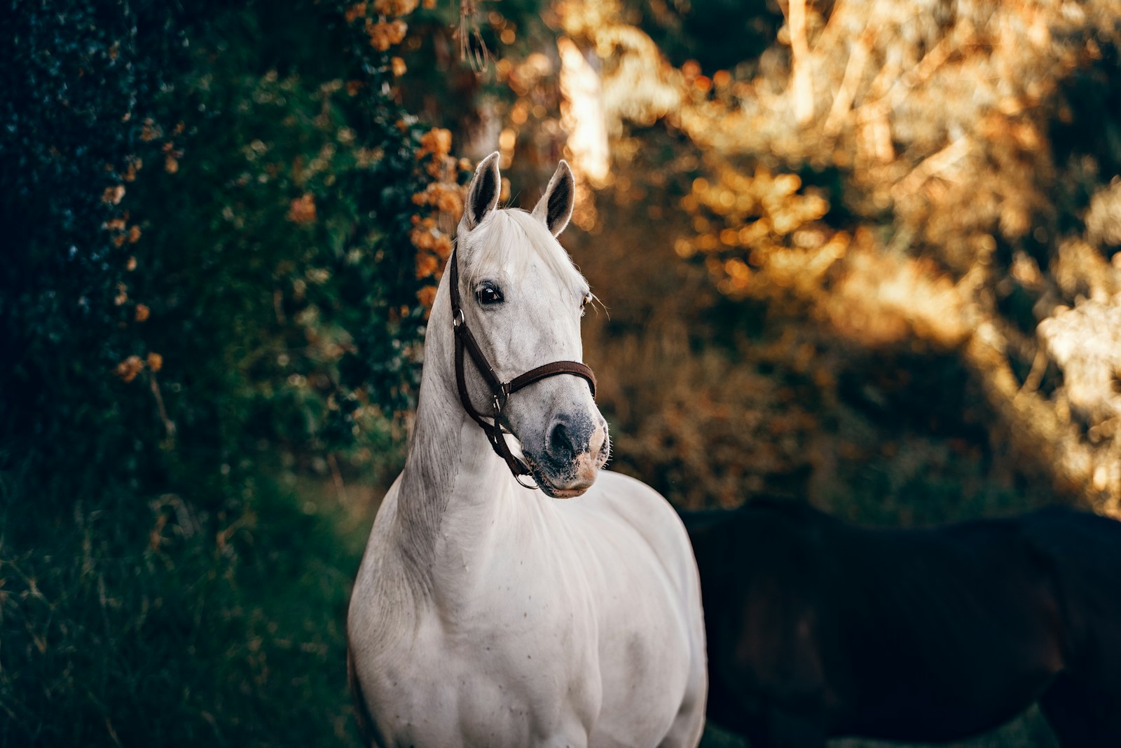 13 Horse Horse, Wallpaper 4K, White Horse, White Wallpaper 4K White Horse Wallpaper 4K Horse White Horse Wallpaper 4K