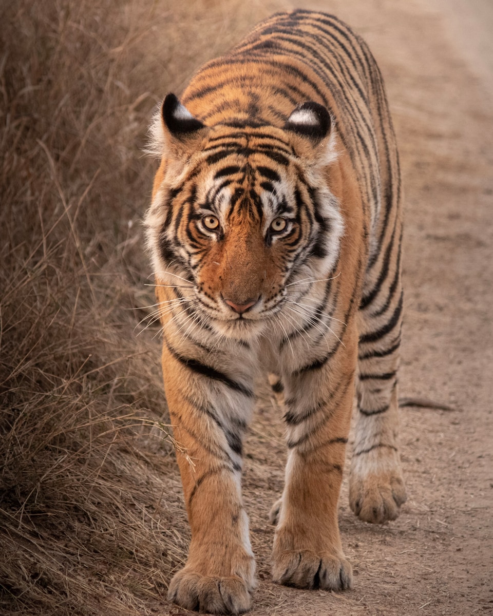 4 Elegant Tiger Images Elegant Tiger Images, Luxurious Tiger Wallpapers, Tiger Backgrounds HD, Tiger Wallpaper 4K, Wildlife Wallpapers Tiger Wallpapers - Free 4K & HD Luxurious Elegant Tiger Images Tiger Wallpapers - Free 4K & HD Luxurious