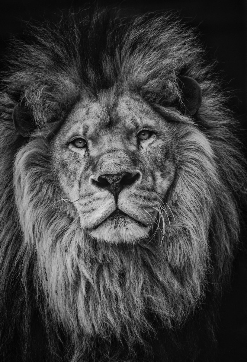 lion background 4k Luxurious Lion Wallpaper 4K – Royal Elegance for Your Screen