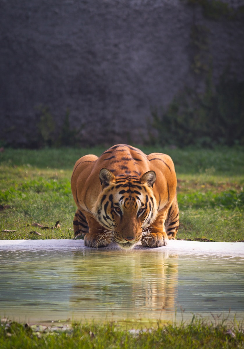 15 Elegant Tiger Images Elegant Tiger Images, Luxurious Tiger Wallpapers, Tiger Backgrounds HD, Tiger Wallpaper 4K, Wildlife Wallpapers Tiger Wallpapers - Free 4K & HD Luxurious Elegant Tiger Images Tiger Wallpapers - Free 4K & HD Luxurious