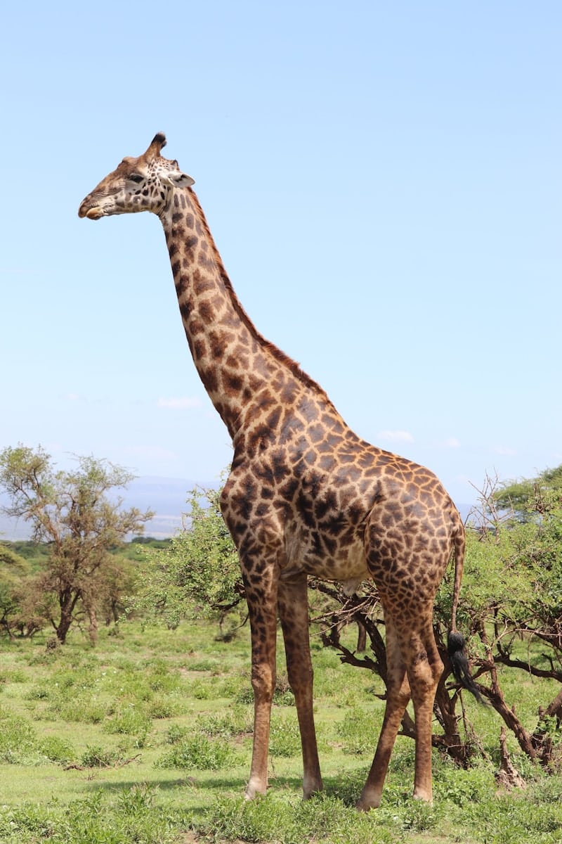 2 animal giraffe wallpapers animal giraffe wallpapers, giraffe 4K backgrounds, giraffe desktop background, giraffe phone wallpaper, giraffe Ultra HD wallpaper, giraffe wallpapers Beautiful Animal Giraffe 4k Ultra HD Wallpapers animal giraffe wallpapers Beautiful Animal Giraffe 4k Ultra HD Wallpapers