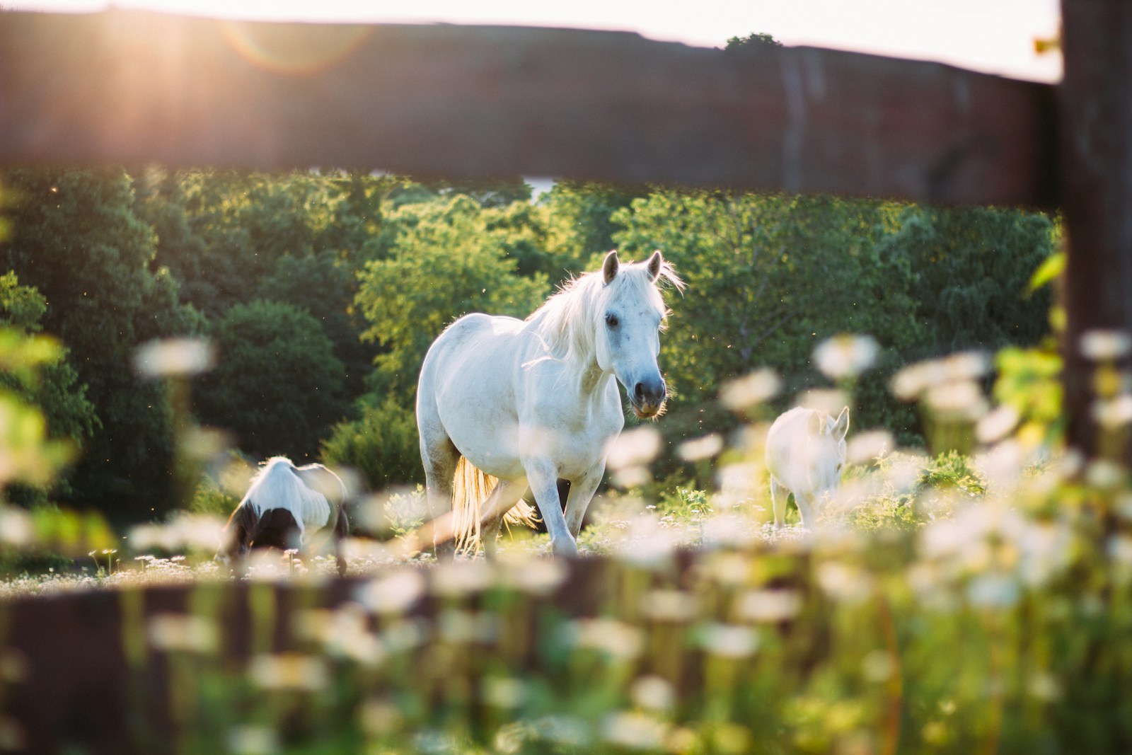 12 Horse Horse, Wallpaper 4K, White Horse, White Wallpaper 4K White Horse Wallpaper 4K Horse White Horse Wallpaper 4K
