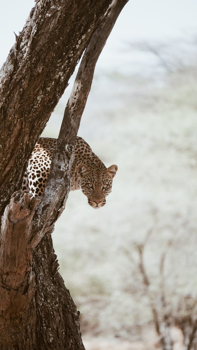 Beautiful leopard Beautiful leopard wallpapers 4k Luxurious