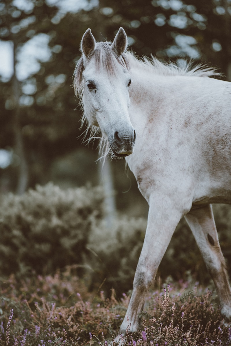 11 Horse Horse, Wallpaper 4K, White Horse, White Wallpaper 4K White Horse Wallpaper 4K Horse White Horse Wallpaper 4K