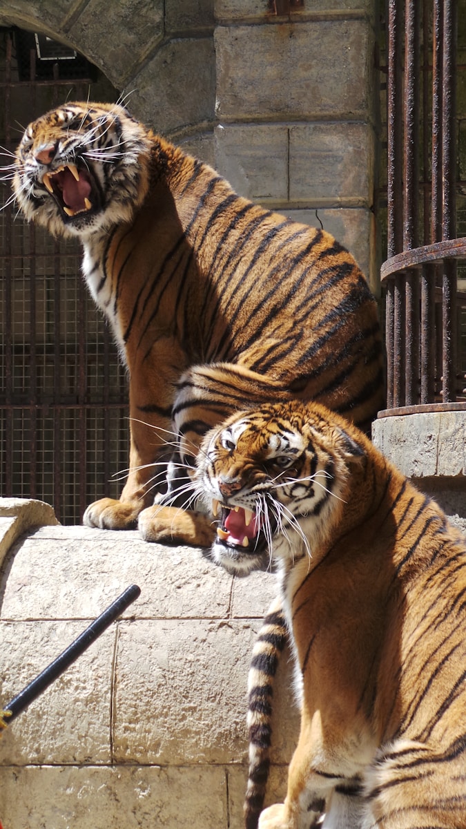 5 Elegant Tiger Images Elegant Tiger Images, Luxurious Tiger Wallpapers, Tiger Backgrounds HD, Tiger Wallpaper 4K, Wildlife Wallpapers Tiger Wallpapers - Free 4K & HD Luxurious Elegant Tiger Images Tiger Wallpapers - Free 4K & HD Luxurious