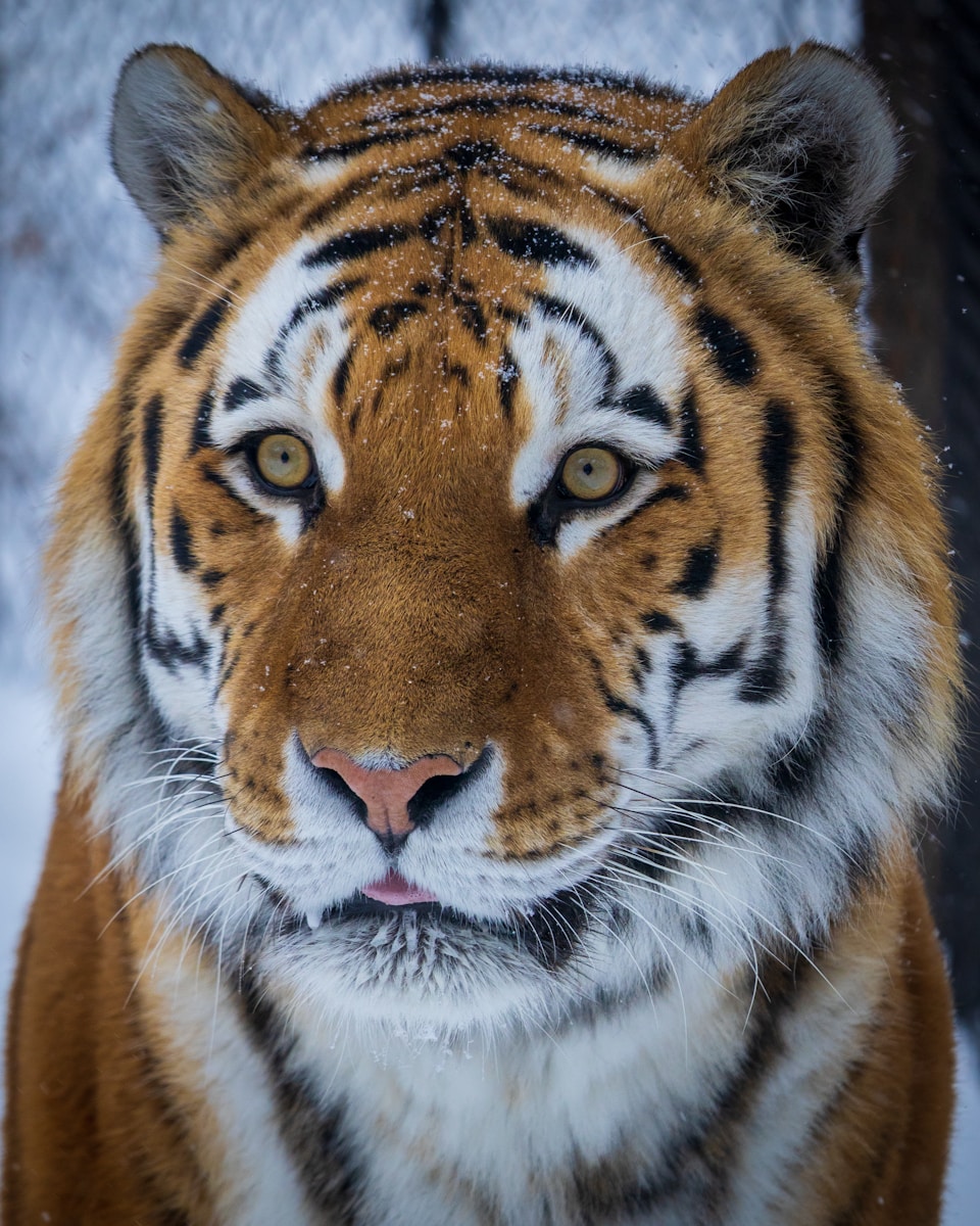 9 Elegant Tiger Images Elegant Tiger Images, Luxurious Tiger Wallpapers, Tiger Backgrounds HD, Tiger Wallpaper 4K, Wildlife Wallpapers Tiger Wallpapers - Free 4K & HD Luxurious Elegant Tiger Images Tiger Wallpapers - Free 4K & HD Luxurious