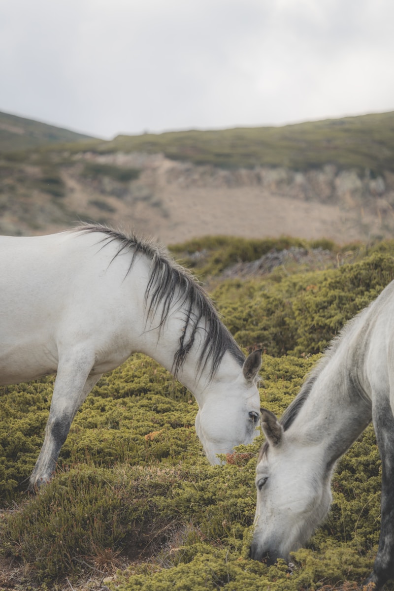 7 Horse Horse, Wallpaper 4K, White Horse, White Wallpaper 4K White Horse Wallpaper 4K Horse White Horse Wallpaper 4K