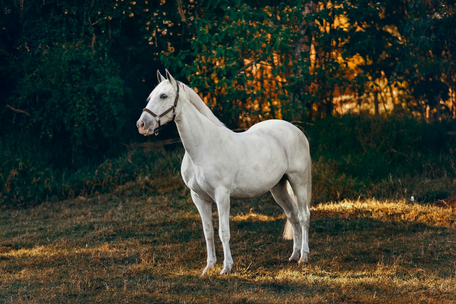 14 Horse Horse, Wallpaper 4K, White Horse, White Wallpaper 4K White Horse Wallpaper 4K Horse White Horse Wallpaper 4K