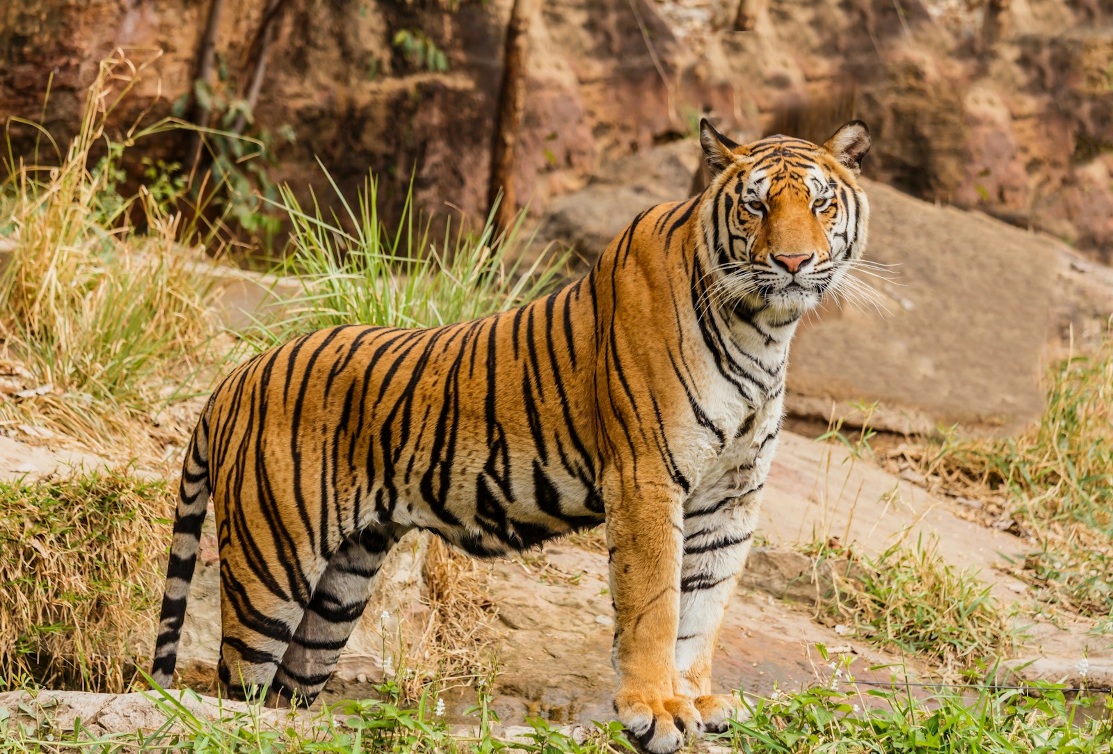 19 Elegant Tiger Images Elegant Tiger Images, Luxurious Tiger Wallpapers, Tiger Backgrounds HD, Tiger Wallpaper 4K, Wildlife Wallpapers Tiger Wallpapers - Free 4K & HD Luxurious brown and black tiger on focus photography
