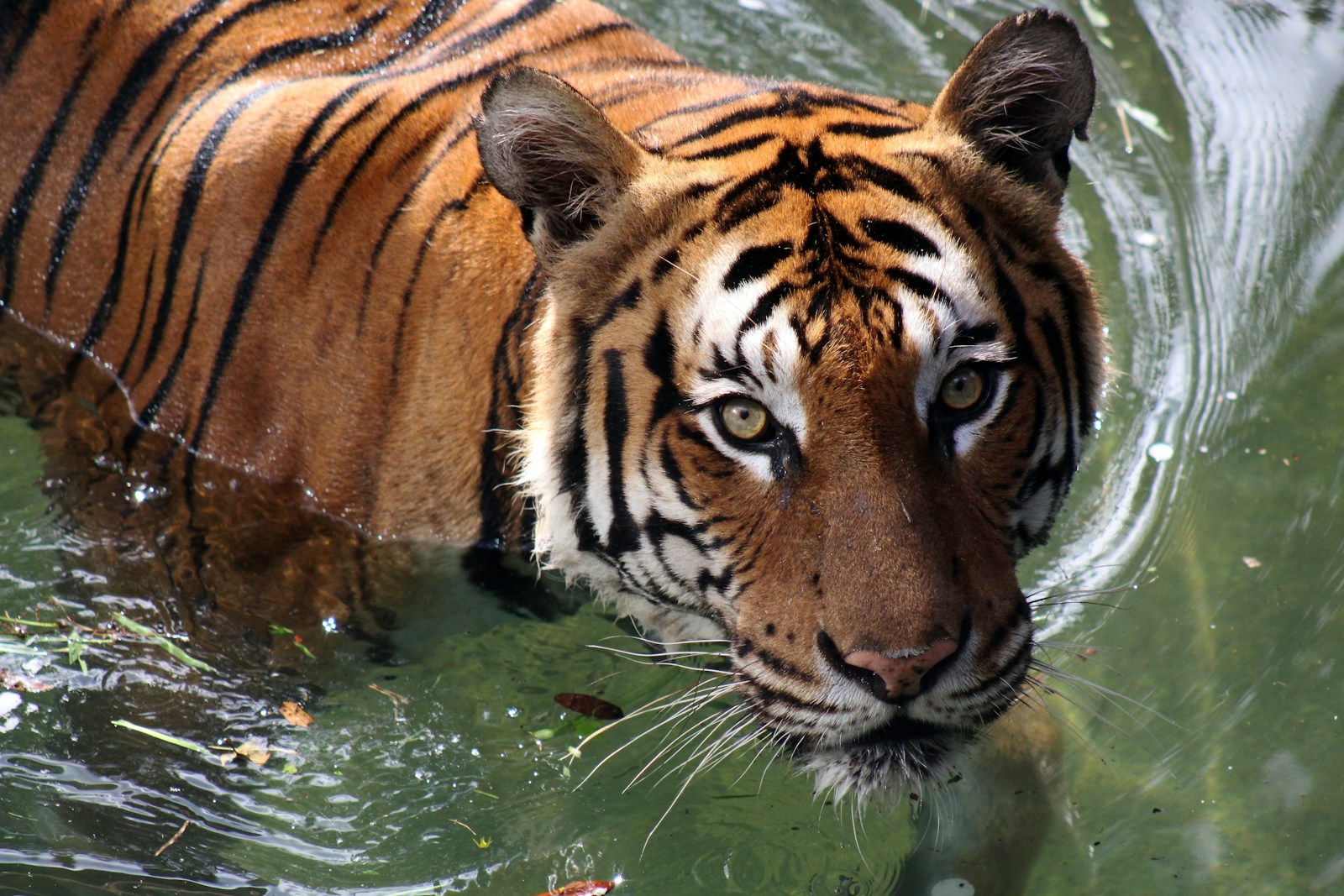 7 Elegant Tiger Images Elegant Tiger Images, Luxurious Tiger Wallpapers, Tiger Backgrounds HD, Tiger Wallpaper 4K, Wildlife Wallpapers Tiger Wallpapers - Free 4K & HD Luxurious Elegant Tiger Images Tiger Wallpapers - Free 4K & HD Luxurious