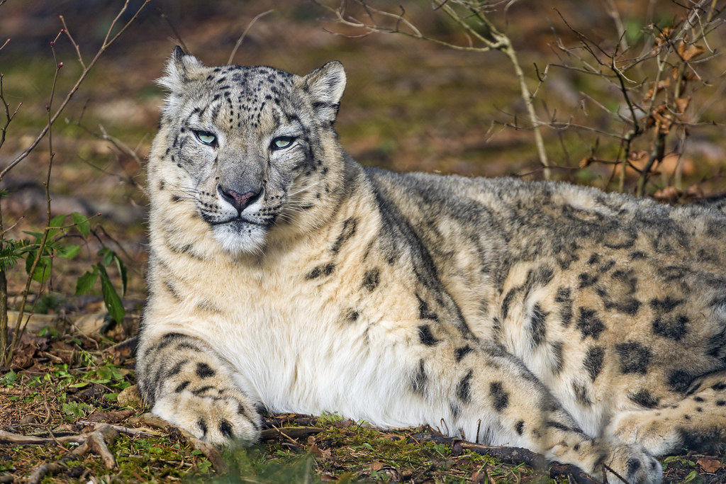 HD Snow Leopard Wallpaper Snow Leopard Mom With Cubs – Beautiful Winter Artwork 4K UHD Wallpaper