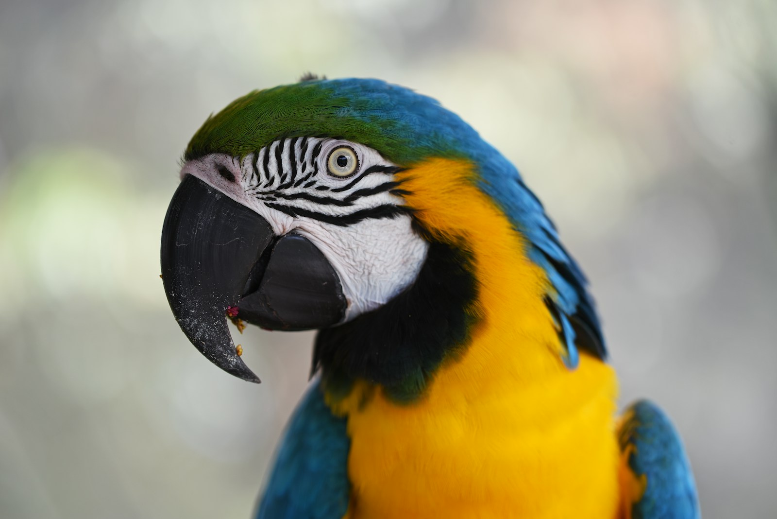 23 Amazon Parrot Images Amazon Parrot Images, Colorful Birds Wallpapers, Exotic Parrot Backgrounds, Macaw Wallpapers HD, Nature Bird Backgrounds., Parrot Photography, Parrot Wallpapers, Tropical Forest Birds 4K, Tropical Parrot 4K, Wildlife Wallpapers 4K Parrot Wallpapers – Vibrant Voices of the Tropical Forest Amazon Parrot Images Parrot Wallpapers – Vibrant Voices of the Tropical Forest