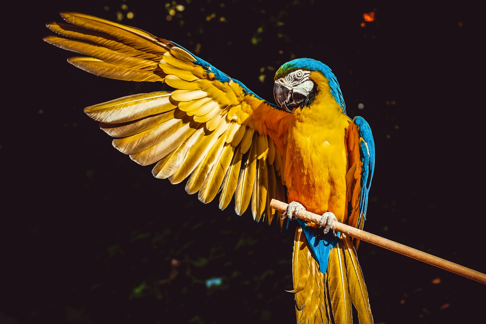 24 Amazon Parrot Images Amazon Parrot Images, Colorful Birds Wallpapers, Exotic Parrot Backgrounds, Macaw Wallpapers HD, Nature Bird Backgrounds., Parrot Photography, Parrot Wallpapers, Tropical Forest Birds 4K, Tropical Parrot 4K, Wildlife Wallpapers 4K Parrot Wallpapers – Vibrant Voices of the Tropical Forest Amazon Parrot Images Parrot Wallpapers – Vibrant Voices of the Tropical Forest