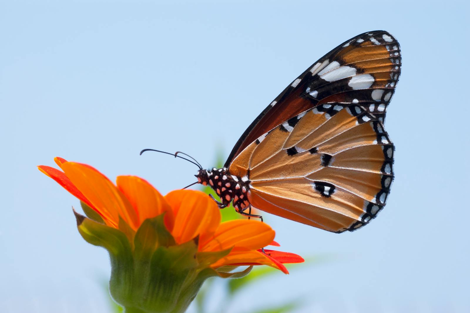 21 butterfly 4k wallpapers butterfly 4k wallpapers, butterfly photography 4k, butterfly ultra hd images, colorful butterfly backgrounds, nature insect wallpapers, nature wallpapers free download Butterfly 4K Wallpapers – Vibrant Wings of Pure world butterfly 4k wallpapers Butterfly 4K Wallpapers – Vibrant Wings of Pure world