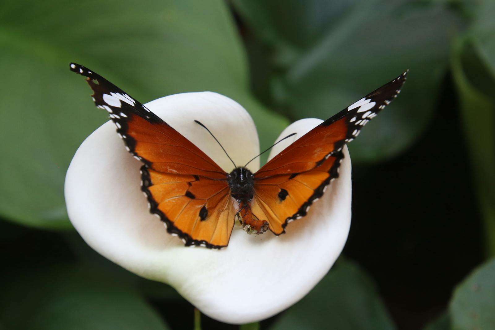 12 butterfly 4k wallpapers butterfly 4k wallpapers, butterfly photography 4k, butterfly ultra hd images, colorful butterfly backgrounds, nature insect wallpapers, nature wallpapers free download Butterfly 4K Wallpapers – Vibrant Wings of Pure world butterfly 4k wallpapers Butterfly 4K Wallpapers – Vibrant Wings of Pure world