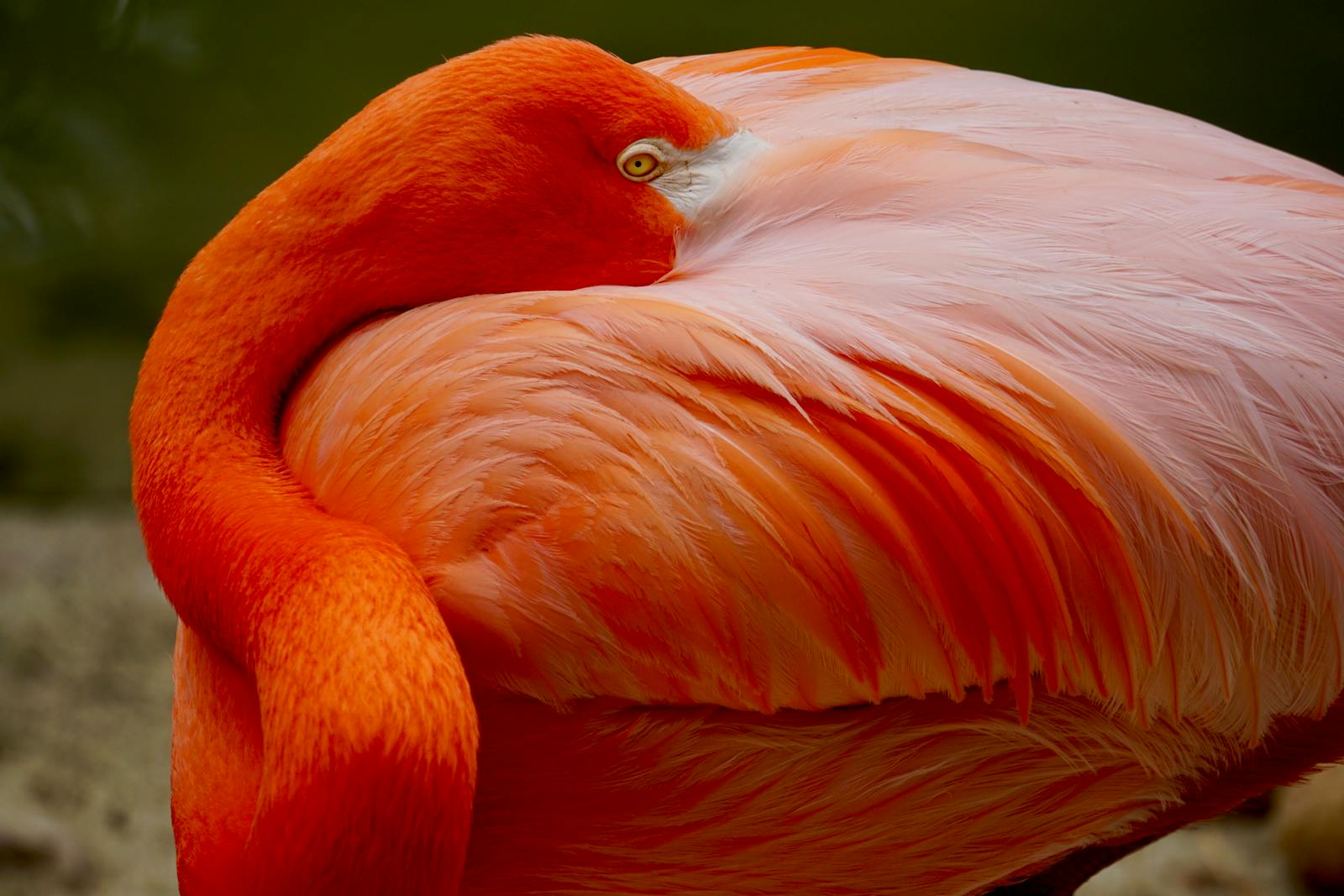 digital wallpapers Flamingo Wallpapers 4K – Glossy Pink Birds inside the Wild
