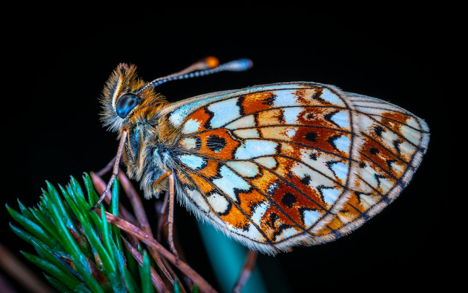 7 butterfly 4k wallpapers butterfly 4k wallpapers, butterfly photography 4k, butterfly ultra hd images, colorful butterfly backgrounds, nature insect wallpapers, nature wallpapers free download Butterfly 4K Wallpapers – Vibrant Wings of Pure world butterfly 4k wallpapers Butterfly 4K Wallpapers – Vibrant Wings of Pure world