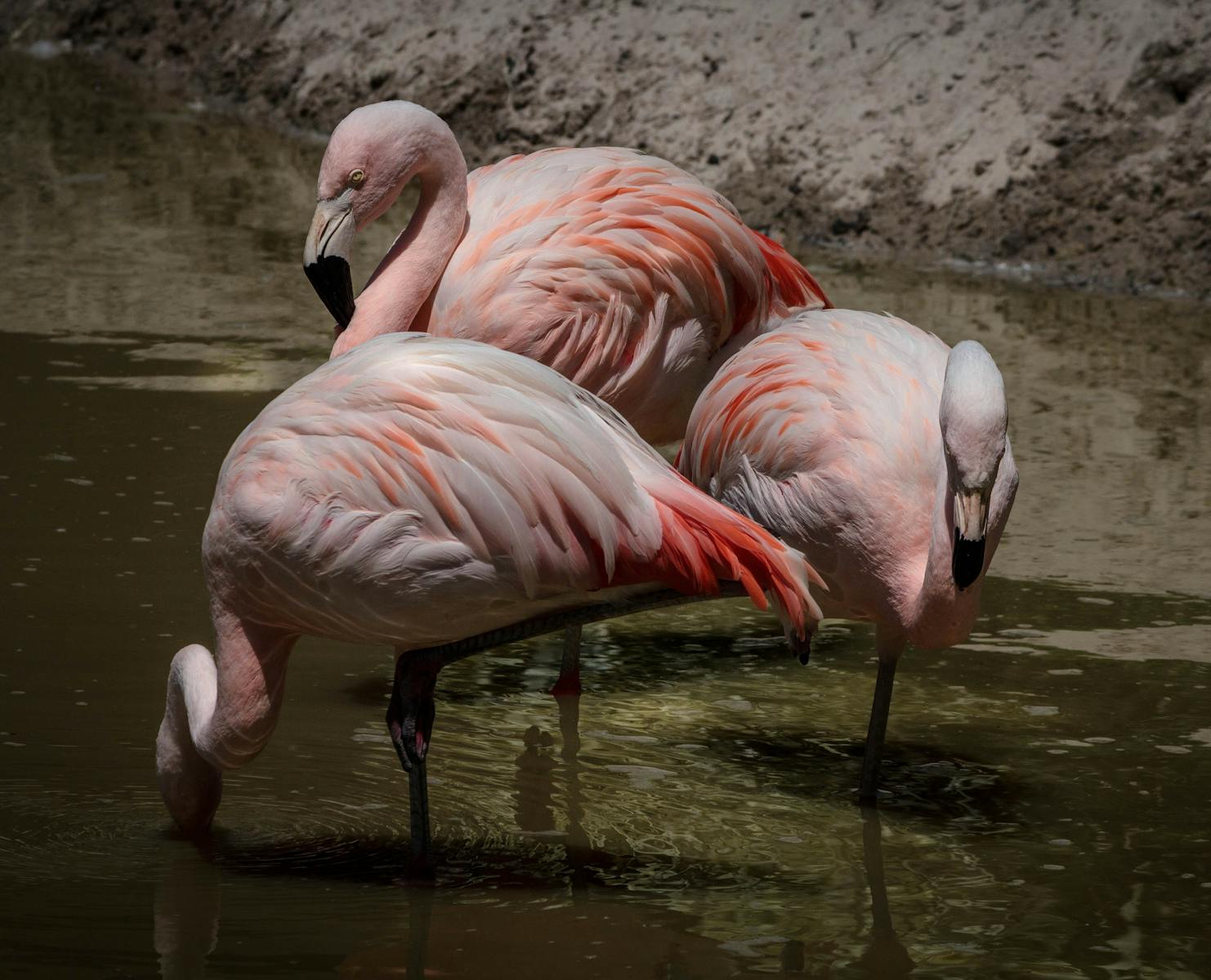 digital wallpapers Flamingo Wallpapers 4K – Glossy Pink Birds inside the Wild