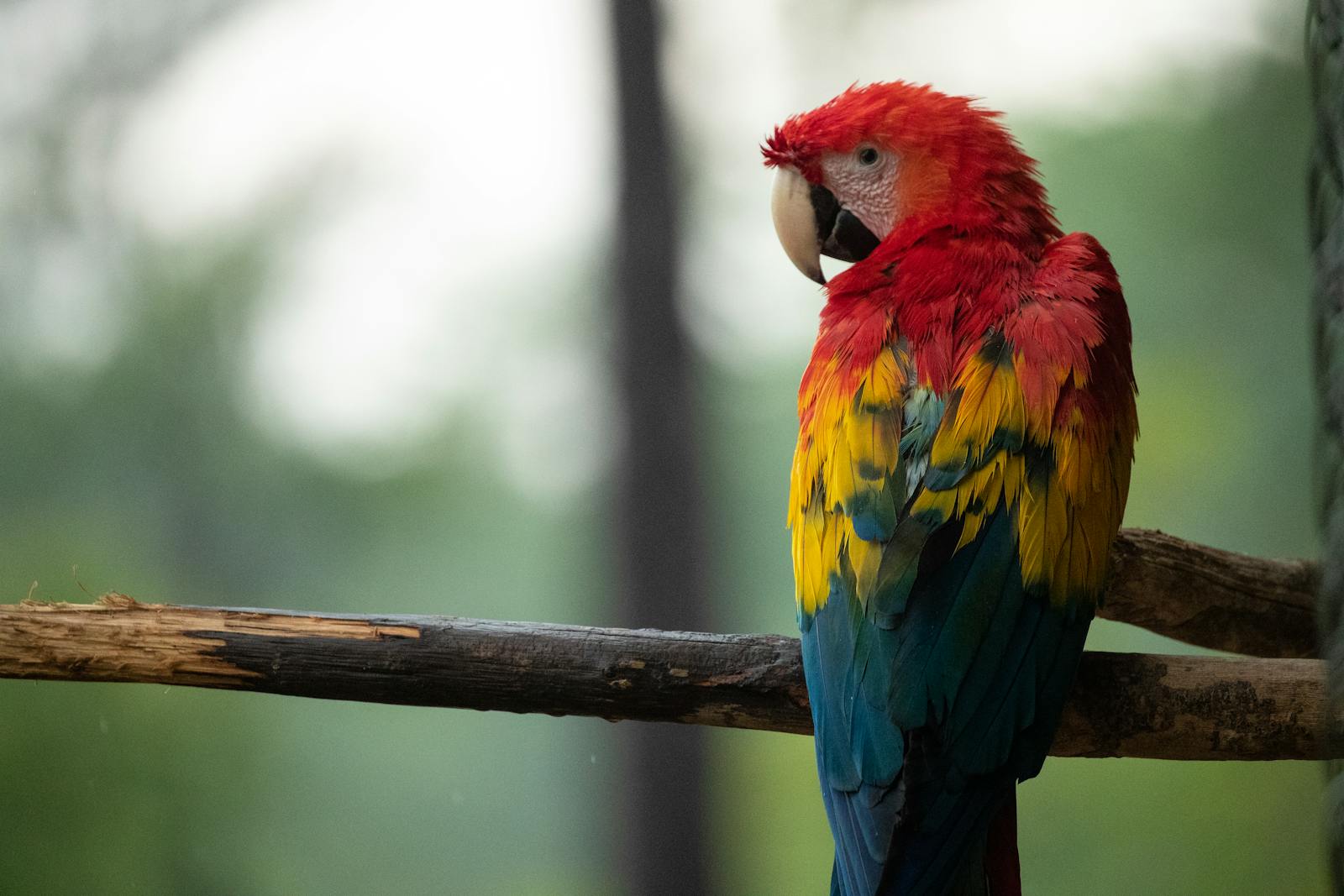 8 Amazon Parrot Images Amazon Parrot Images, Colorful Birds Wallpapers, Exotic Parrot Backgrounds, Macaw Wallpapers HD, Nature Bird Backgrounds., Parrot Photography, Parrot Wallpapers, Tropical Forest Birds 4K, Tropical Parrot 4K, Wildlife Wallpapers 4K Parrot Wallpapers – Vibrant Voices of the Tropical Forest Amazon Parrot Images Parrot Wallpapers – Vibrant Voices of the Tropical Forest