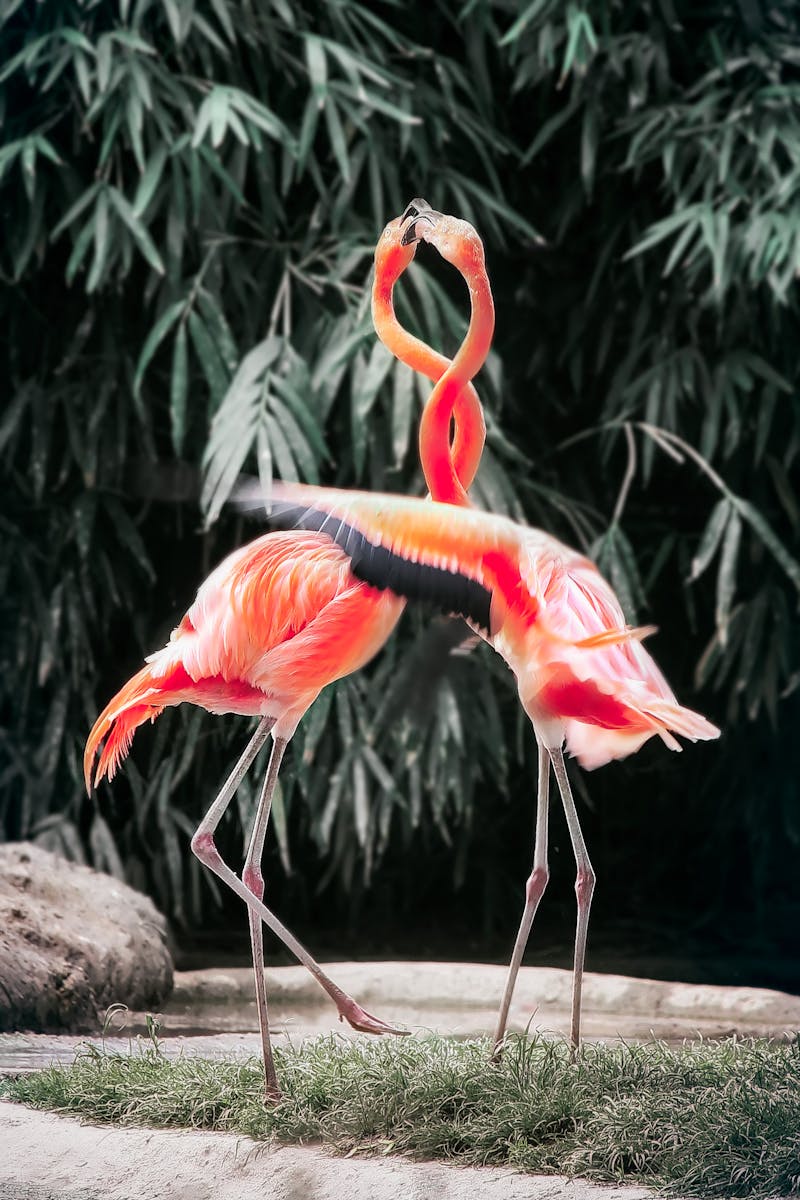 digital wallpapers Flamingo Wallpapers 4K – Glossy Pink Birds inside the Wild