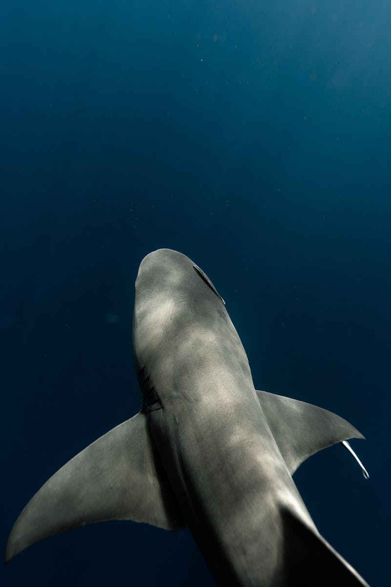 Deep Sea Wallpapers Shark 4K Wallpapers – Fearless Predators of the Ocean