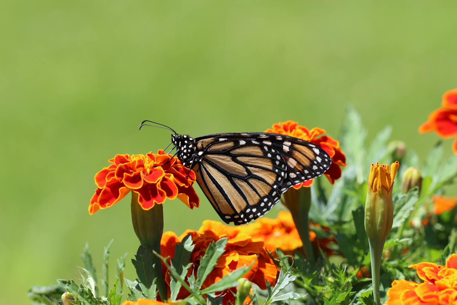 10 butterfly 4k wallpapers butterfly 4k wallpapers, butterfly photography 4k, butterfly ultra hd images, colorful butterfly backgrounds, nature insect wallpapers, nature wallpapers free download Butterfly 4K Wallpapers – Vibrant Wings of Pure world butterfly 4k wallpapers Butterfly 4K Wallpapers – Vibrant Wings of Pure world