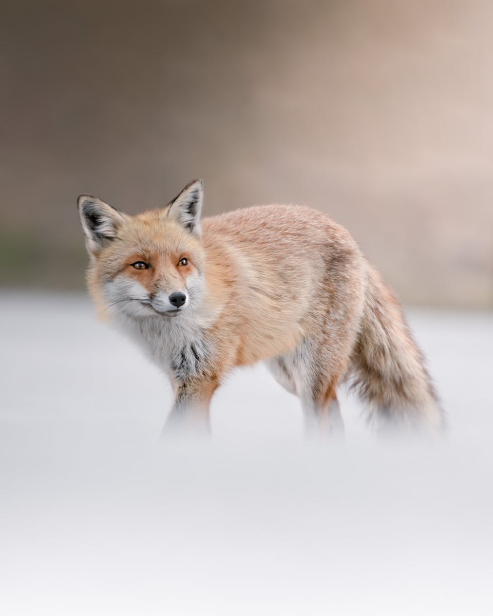 arctic fox wallpaper Fox Wallpapers – Elegant and Clever Forest Creatures
