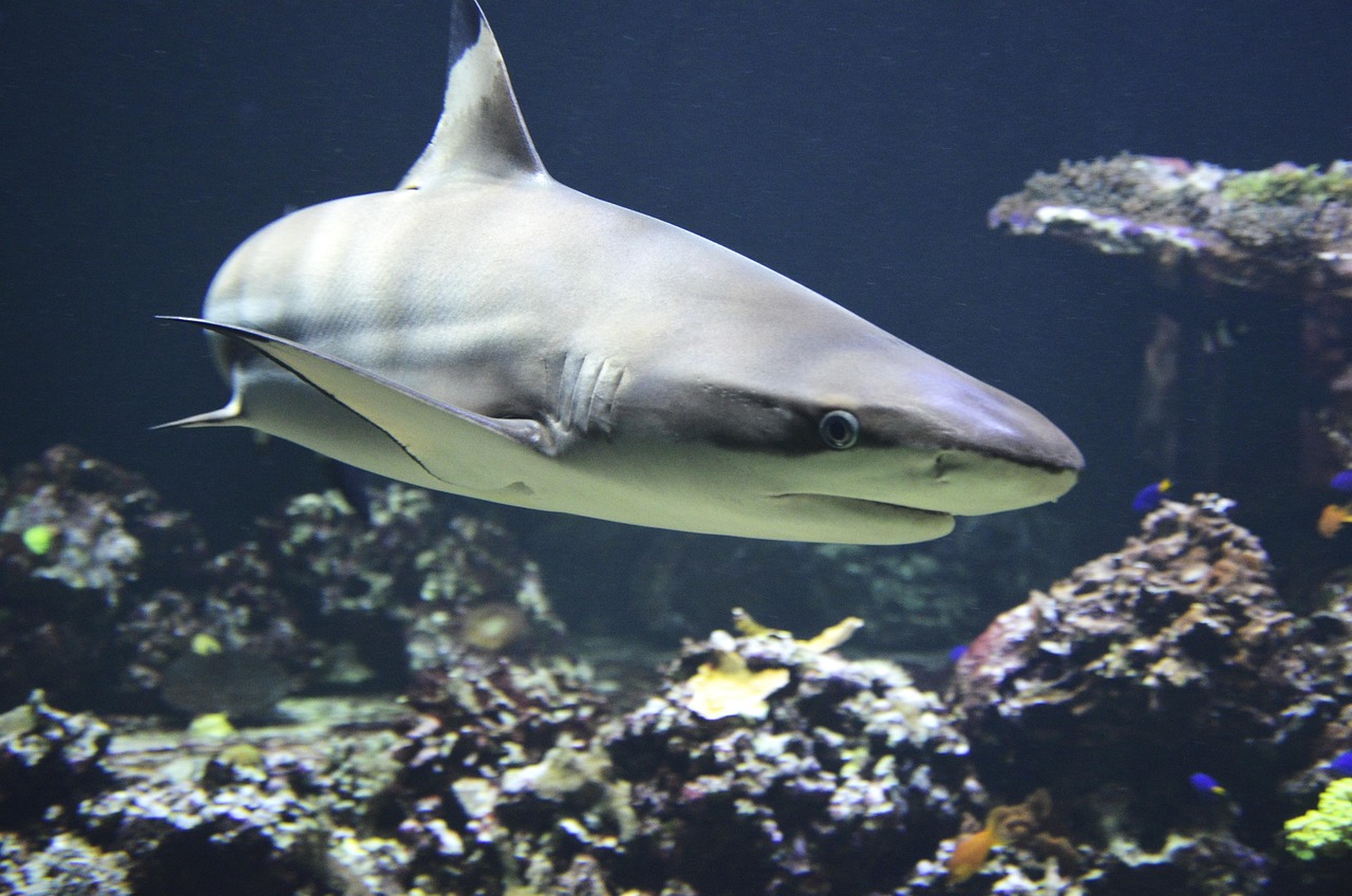Deep Sea Wallpapers Shark 4K Wallpapers – Fearless Predators of the Ocean